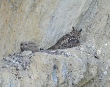 04 Ein oder zwei Junge werden 11 Wochen lang am Horst und Umgebung betreut